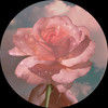 easyrose